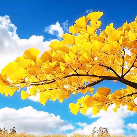 杏坛展风采，匠心育新苗——大兴乡学校小教部教育活动月教师汇报课全景纪实