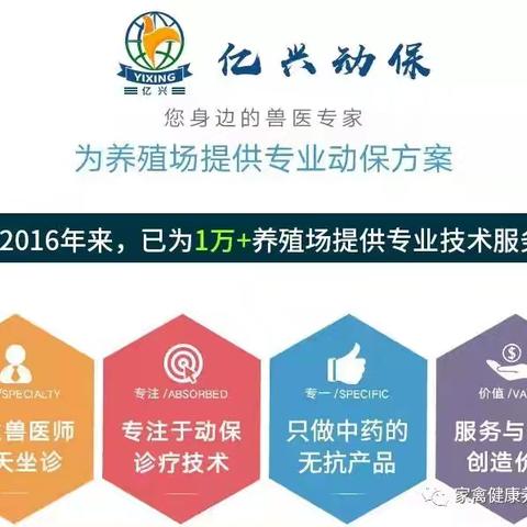 蛋鸡新流打针掉蛋，死鸡应激大！饮水免疫方便省事无应激！免疫下来才几分钱！！