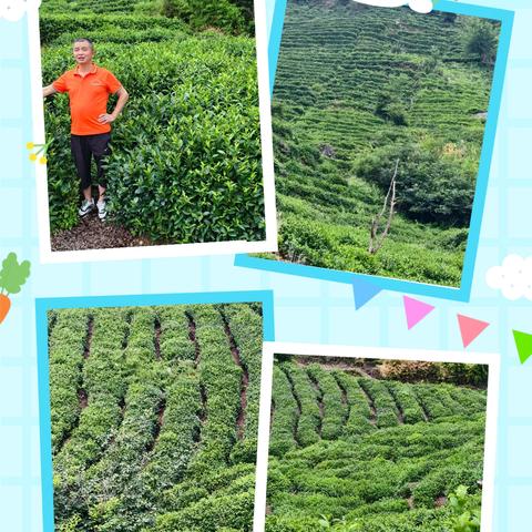 天柱云雾孕红韵 匠心筑梦富乡邻 —— 记潜山 “天柱三里红” 的品牌振兴之路