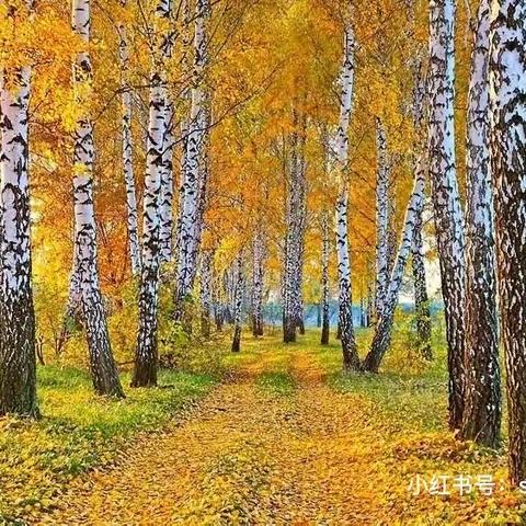 惠画堂体验课今日主题《白桦树》