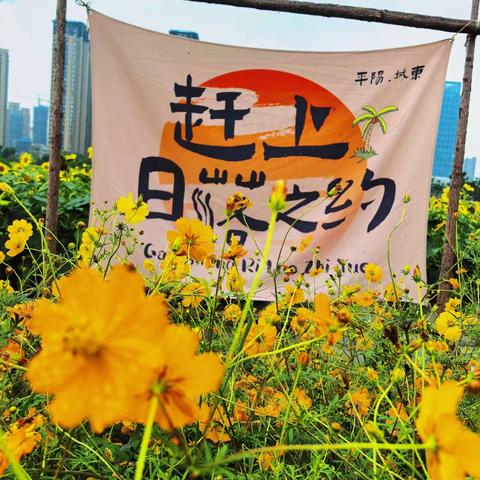 “向阳而生，追光而行”向日葵花海户外实践活动