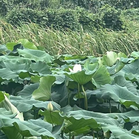 我的暑假生活 抚州市实验学校四年级（24）班 江婧汐