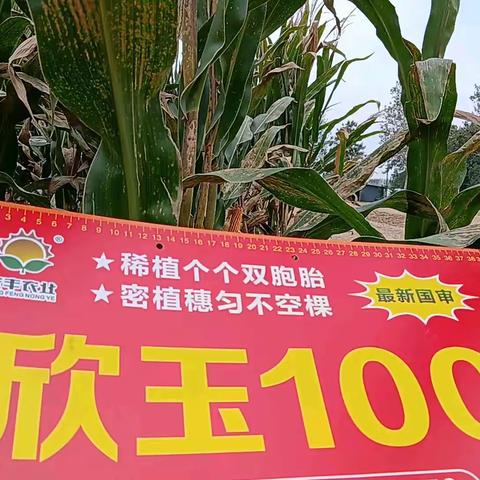 欣玉100高产百分百