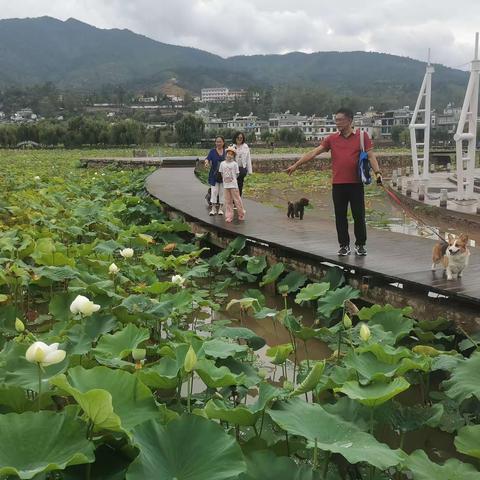 美丽荷花游！