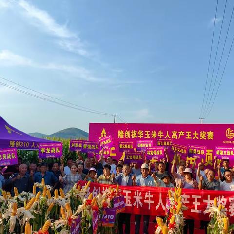 2023-24年度隆创祺华玉米牛人高产王大奖赛-东平站