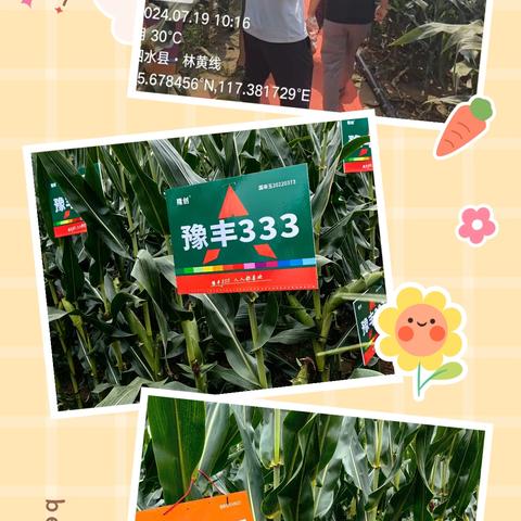 2024-2025年度隆创祺华玉米牛人高产王大奖赛——泗水站