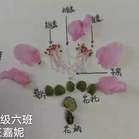 清凉一夏，“暑”你最棒——北关初中暑假生物特色作业展示