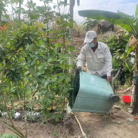 林新村委会组织开展“清理蚊媒孳生地”大扫除活动。