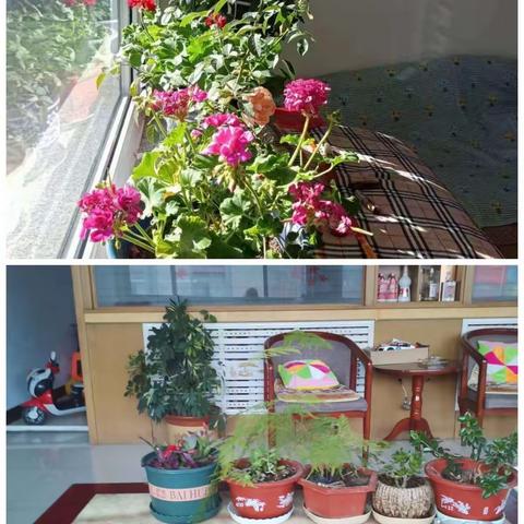 庭院景观这样设计，冬季庭院色彩艳丽依旧！