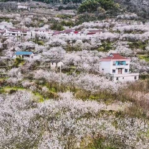 【神秘/樱桃花开了118元】3月17日周日“悬岩樱邀天下客”徒步四明山高山秘境悬岩古村