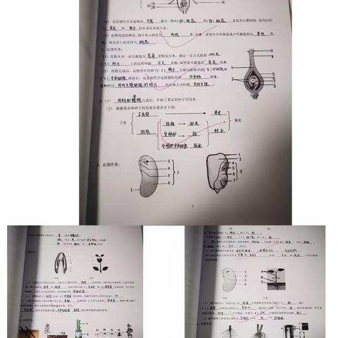 12班3组国庆生物作业