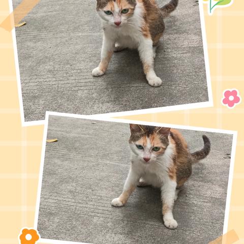 小区里的流浪猫