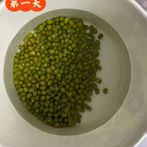 绿豆观察日记——邹逸晨