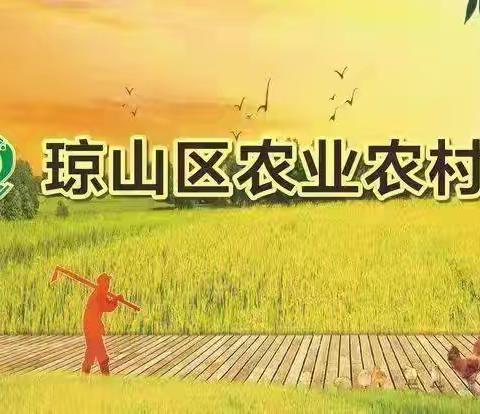 琼山区农业农村局开展水稻病虫害调查和种植服务工作