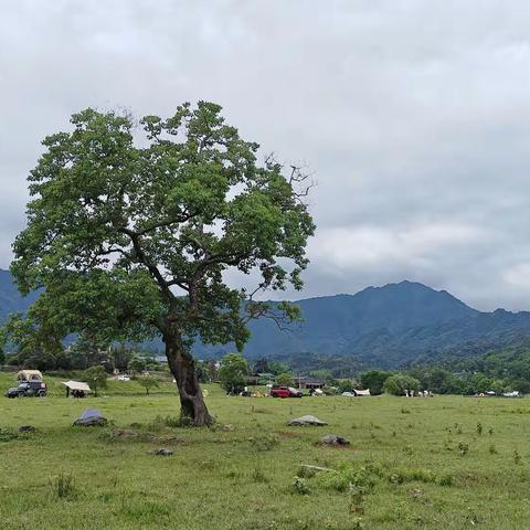 临桂城区 - 灵川兰田枫木根（微视频）