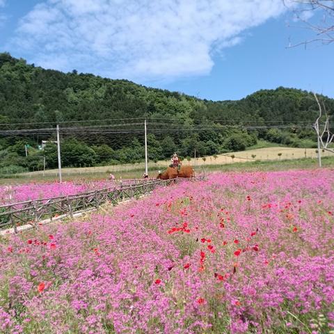 七里花海太极情