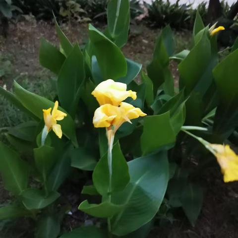 马相伯高级中学中学高一15班回秀锦暑假生活