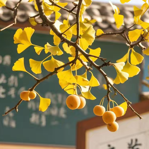 “金黄银杏叶劳动创精彩”——龙口市实验中学开展劳动教育实践活动