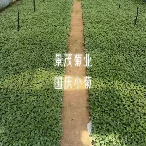 国庆小菊菊花苗