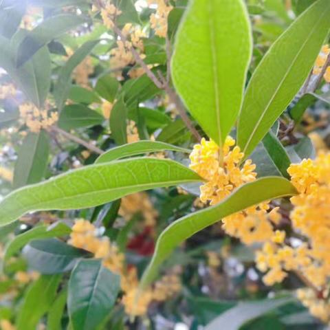 “高镇国庆颂，志愿舞清风”——第699场次高镇雷锋广场公益活动