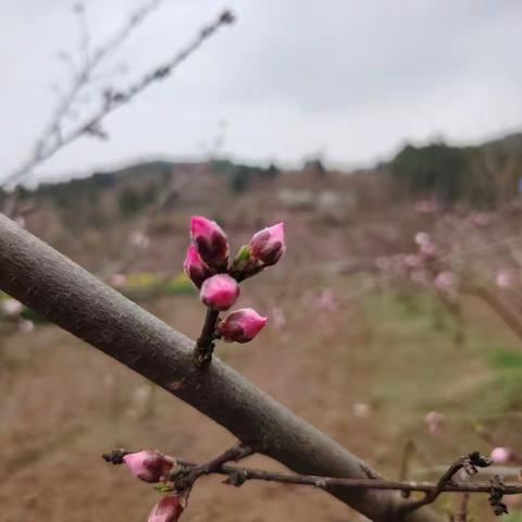 国际标准智商测试