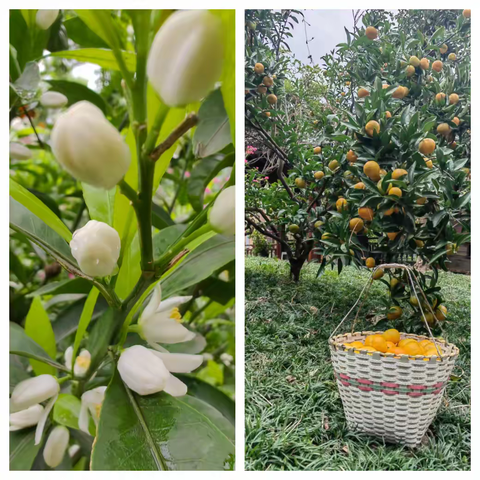 又闻桔花香 ——我的上山下乡