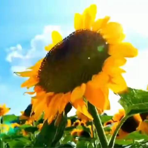 幼儿园，一片净土上的乐园，孕育着无数纯真孩童的欢声笑语。 每一个角落都充满了童趣和创意，孩子们在这里发挥想象力，张扬个性，不断成长，为未来的道路描绘出绚丽多彩的