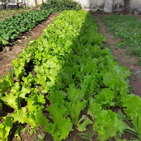 劳动美   丰收乐————布甫小学实践基地劳动成果展示