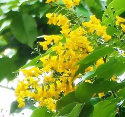 观摩促学习，教研共成长——三亚市天涯区第八期习课堂课堂教学观摩研讨活动