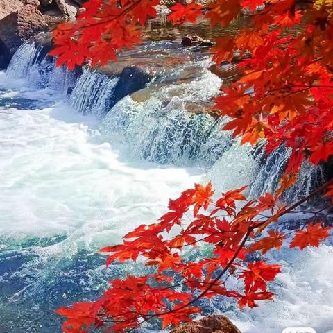 10月4日大石湖🍁一日游108元