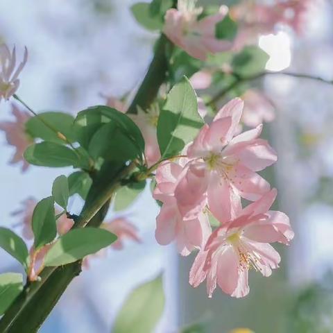 春至花如锦    扬帆正当时 ——青县实验中学八年级语文组                    主题课例研讨