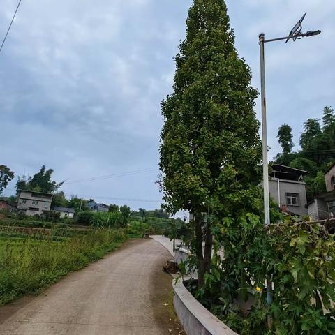 中秋即景