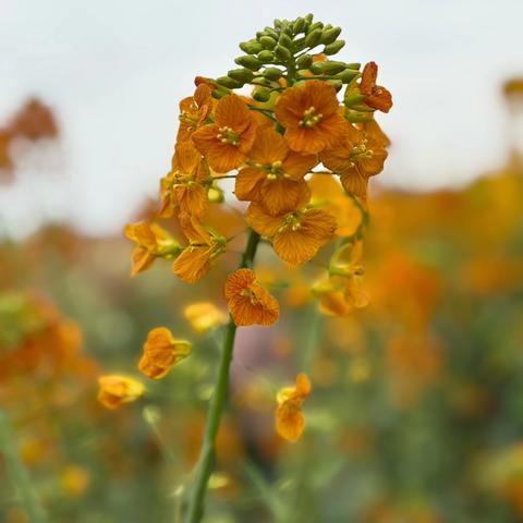 蒙特梭利托育3月第三周食谱