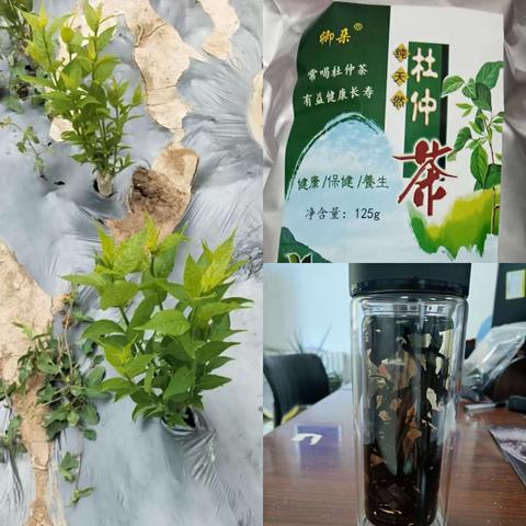 杜仲茶的功效