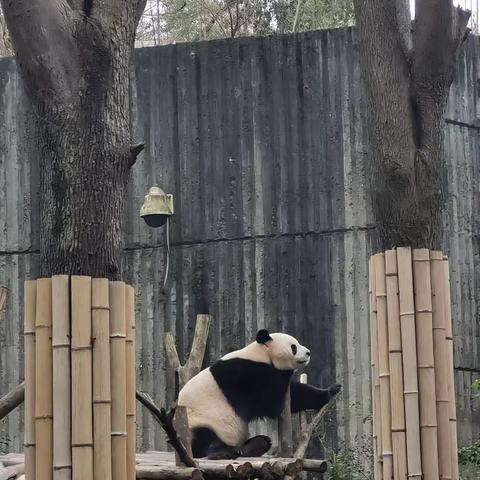 游龙御马迎新春之旅行福—池阳小学二年级二班   杨皓月