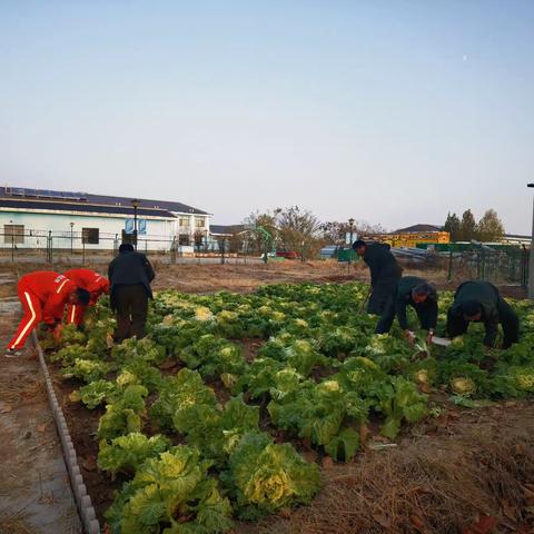 青兰收费站小菜园迎来大丰收