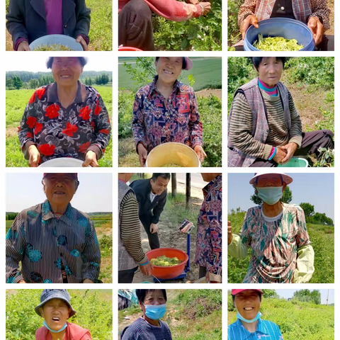 【第一书记直通车】垛石街道大赵家村金银花喜获丰收