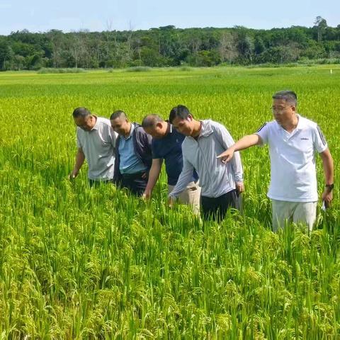 农技赋能提质 农机护航丰产