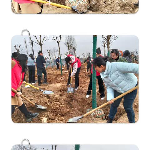 区妇联开展“植此青绿　共树未来”志愿服务活动