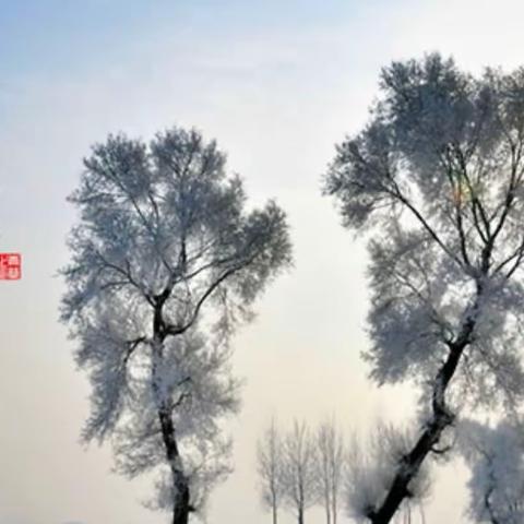 忽如一夜李花开——小寒