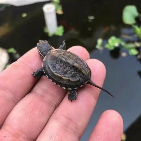 乌龟孵化及成长观察