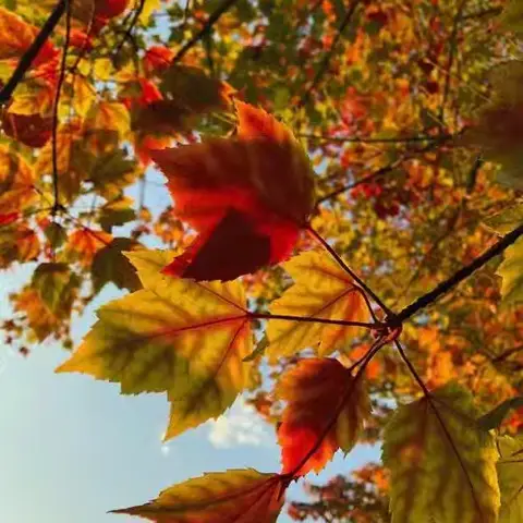 🌈遇见秋天，遇见美🍂🍁中宁县第二幼儿园大三班叶子变变变活动