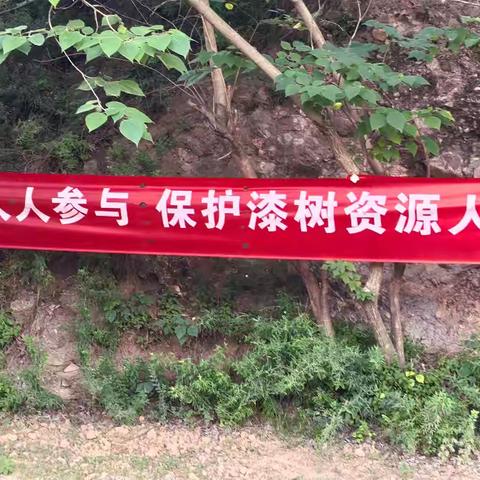 关山林场杏咀庙管护站：严禁采割生漆，守护森林资源