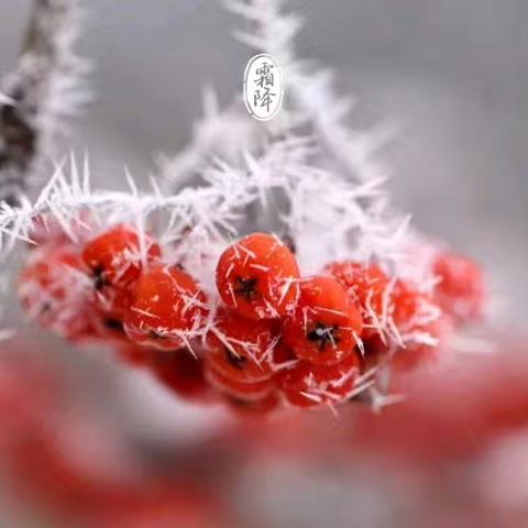 【秋风萧瑟天气凉，草木摇落露为霜】——泊头市齐桥学区菜园小学二十四节气之“霜降”实践活动