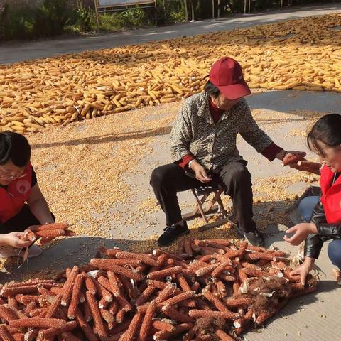 东阿镇仁和村:真情相助践初心  助农秋收促振兴