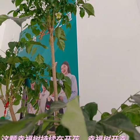 这颗幸福树持续在开花，幸福树开幸福花，见者幸福一生🥰🥰
