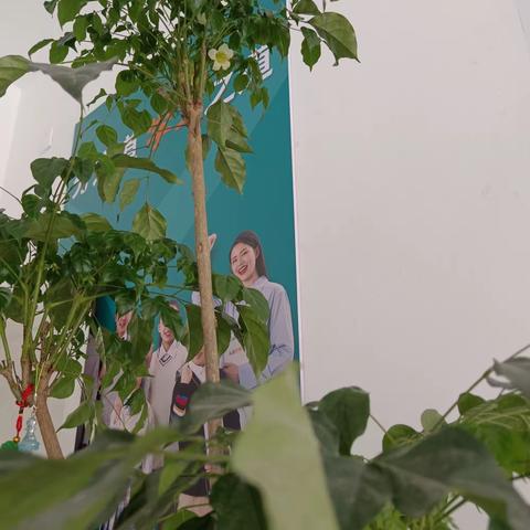 这颗幸福树持续在开花，幸福树开幸福花，见者幸福一生🥰🥰