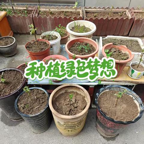 新东家·网格在线|| 童心植绿播撒希望，社群共筑美丽家园