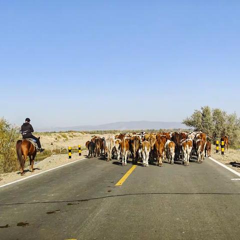 北疆的那些地方：白沙湖与西北之北