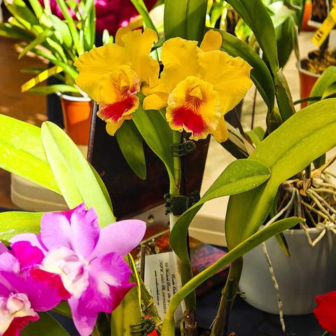 别人家的兰花展：2025年之一